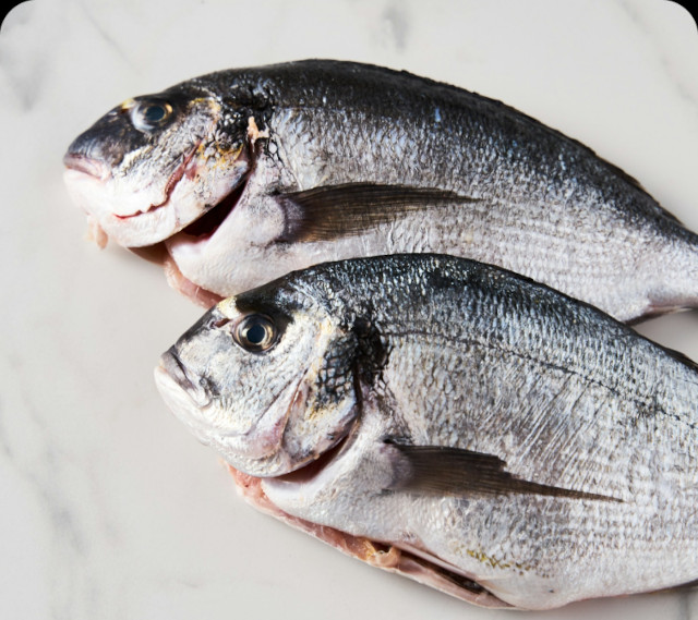 Peixes frescos recém pescados